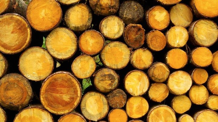Lesy ČR loni zvedly zisk o pětinu, hlásí rekord