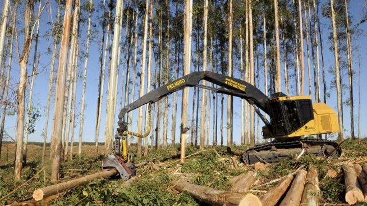 Dřevo zlevňuje, lesníci mohli těžit i v zimě