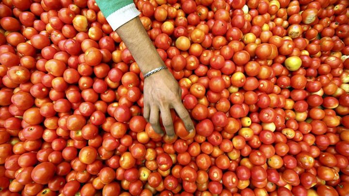 Na českém trhu se objevila riziková cherry rajčata z Maroka