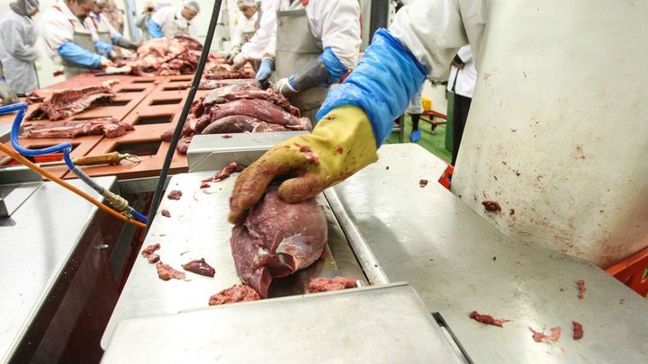 Produkce masa v ČR loni vzrostla. Po 11 letech poklesu