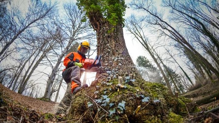 Státní Lesy ČR mají rekordní zisk, vydělaly sedm miliard