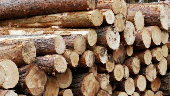 Nelegální těžba dřeva v lesích se rozmáhá, zjistila inspekce