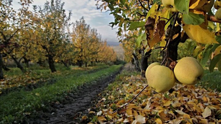 Ruské embargo způsobí přetlak na trhu, bojí se zemědělci