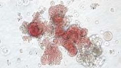 Kmenové buňky
