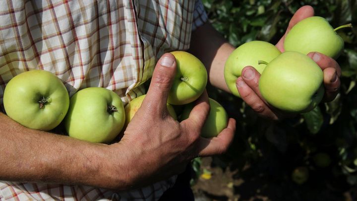 Vinou nadúrody v Evropě klesla cena průmyslových jablek