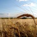 Cena zemědělské půdy v ČR roste, za Západem stále zaostává
