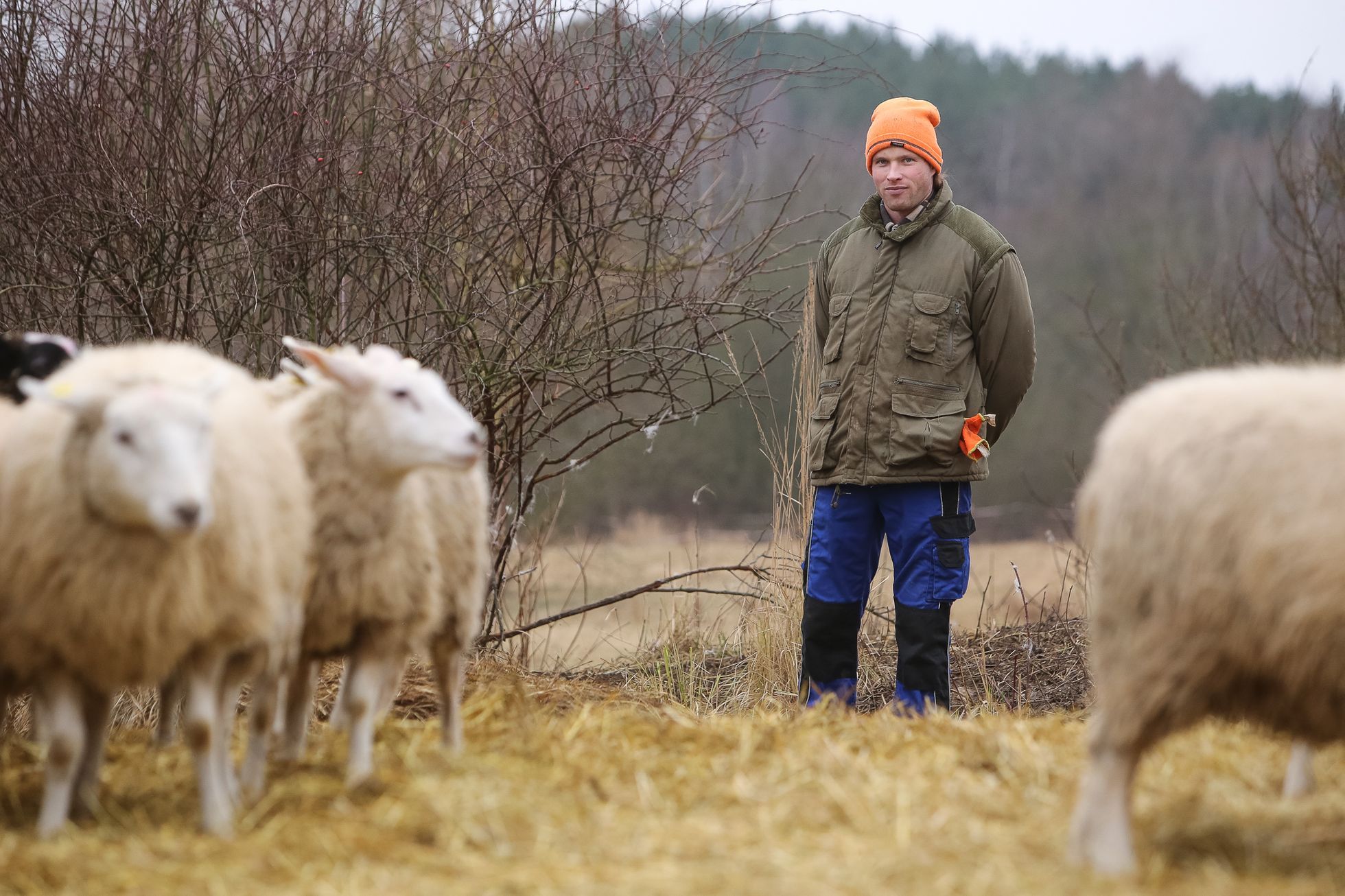 Ovce nespásají louky jen na horách, ale i v Praze. Pastevectví je českou raritou, říká zemědělec